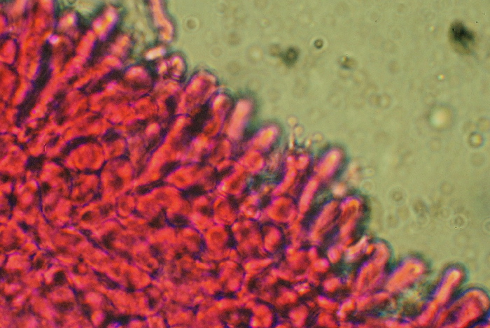 Clitocybe metachroa